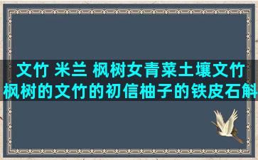 文竹 米兰 枫树女青菜土壤文竹枫树的文竹的初信柚子的铁皮石斛栽培方法